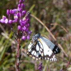 Belenois java (Caper White) at Borough, NSW - 18 Oct 2022 by Paul4K