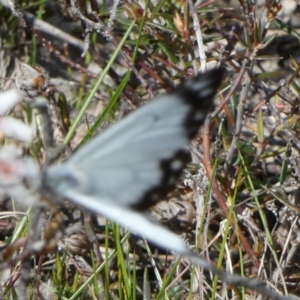 Belenois java at Borough, NSW - 19 Oct 2022