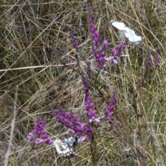 Belenois java at Borough, NSW - 19 Oct 2022