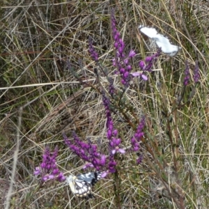 Belenois java at Borough, NSW - 19 Oct 2022