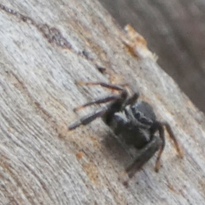Unidentified Jumping or peacock spider (Salticidae) at Borough, NSW - 18 Oct 2022 by Paul4K