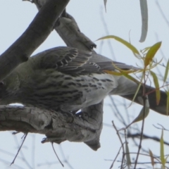 Oriolus sagittatus (Olive-backed Oriole) at Borough, NSW - 20 Oct 2022 by Paul4K