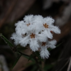 Leucopogon virgatus (Common Beard-heath) at Mount Jerrabomberra QP - 17 Oct 2022 by RobG1