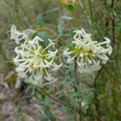 Pimelea linifolia (Slender Rice Flower) at Mount Jerrabomberra QP - 16 Oct 2022 by RobG1