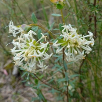 Pimelea linifolia (Slender Rice Flower) at Jerrabomberra, NSW - 17 Oct 2022 by RobG1