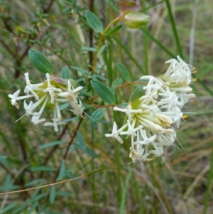 Pimelea linifolia at Jerrabomberra, NSW - 17 Oct 2022 10:48 AM