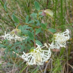 Pimelea linifolia at Jerrabomberra, NSW - 17 Oct 2022