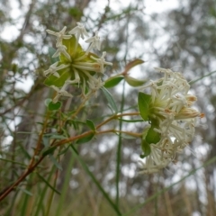 Pimelea linifolia at Jerrabomberra, NSW - 17 Oct 2022 10:48 AM