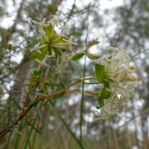 Pimelea linifolia at Jerrabomberra, NSW - 17 Oct 2022