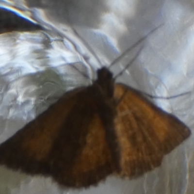 Dichromodes ainaria (A geometer or looper moth) at QPRC LGA - 19 Oct 2022 by Paul4K