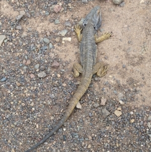 Pogona barbata at Pialligo, ACT - 20 Oct 2022