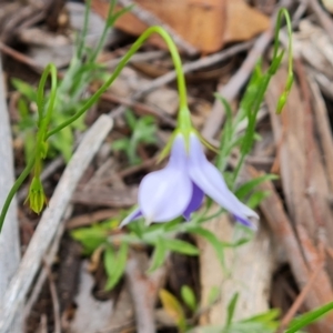 Wahlenbergia stricta subsp. stricta at Farrer, ACT - 21 Oct 2022