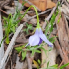 Wahlenbergia stricta subsp. stricta (Tall Bluebell) at Farrer, ACT - 21 Oct 2022 by Mike