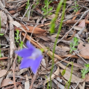 Wahlenbergia stricta subsp. stricta at Farrer, ACT - 21 Oct 2022