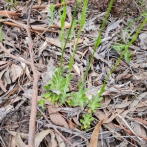 Wahlenbergia stricta subsp. stricta at Farrer, ACT - 21 Oct 2022