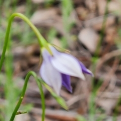 Wahlenbergia stricta subsp. stricta at Farrer, ACT - 21 Oct 2022