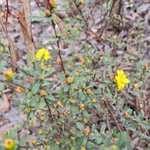 Hibbertia obtusifolia at Farrer, ACT - 21 Oct 2022 04:12 PM