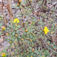 Hibbertia obtusifolia (Grey Guinea-flower) at Farrer Ridge - 21 Oct 2022 by Mike