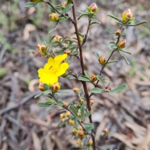 Hibbertia obtusifolia at Farrer, ACT - 21 Oct 2022
