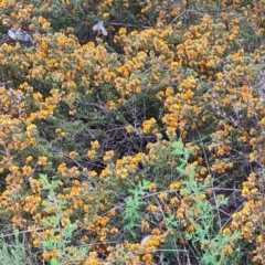 Pultenaea procumbens (Bush Pea) at Farrer Ridge - 21 Oct 2022 by Mike