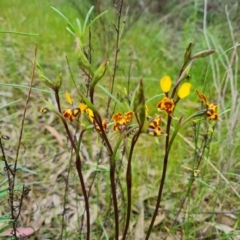 Diuris semilunulata (Late Leopard Orchid) at Farrer, ACT - 21 Oct 2022 by Mike