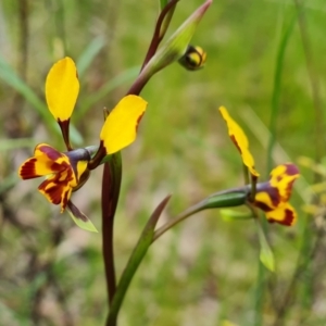 Diuris semilunulata at Farrer, ACT - suppressed