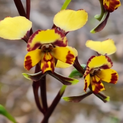 Diuris pardina (Leopard Doubletail) at Farrer, ACT - 21 Oct 2022 by Mike