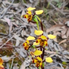 Diuris pardina at Farrer, ACT - suppressed