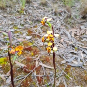 Diuris pardina at Farrer, ACT - suppressed