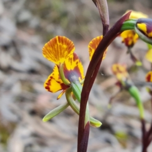 Diuris pardina at Farrer, ACT - suppressed