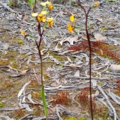 Diuris pardina at Farrer, ACT - suppressed