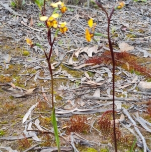 Diuris pardina at Farrer, ACT - suppressed