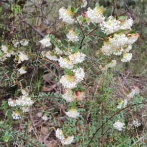 Pimelea linifolia subsp. linifolia at Farrer, ACT - 21 Oct 2022
