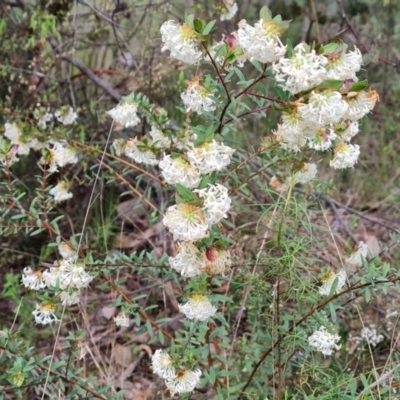 Pimelea linifolia subsp. linifolia (Queen of the Bush, Slender Rice-flower) at Farrer, ACT - 21 Oct 2022 by Mike