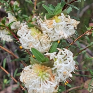 Pimelea linifolia subsp. linifolia at Farrer, ACT - 21 Oct 2022 03:47 PM