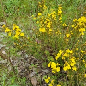 Hibbertia calycina at Farrer, ACT - 21 Oct 2022 03:37 PM