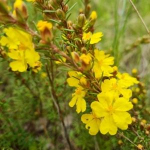 Hibbertia calycina at Farrer, ACT - 21 Oct 2022 03:37 PM