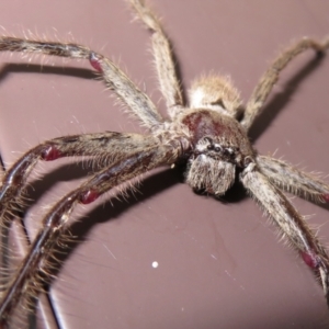 Isopeda sp. (genus) at Macarthur, ACT - 21 Oct 2022