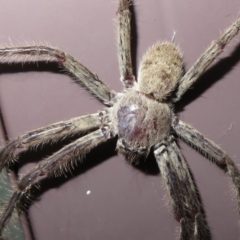 Isopeda sp. (genus) at Macarthur, ACT - 21 Oct 2022