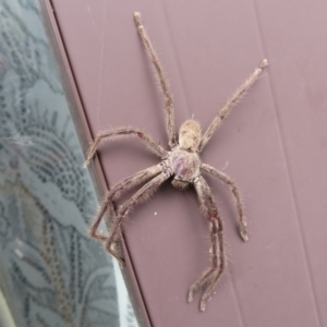 Isopeda (genus) at Macarthur, ACT - 21 Oct 2022 03:00 PM