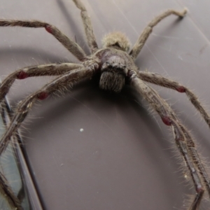 Isopeda sp. (genus) at Macarthur, ACT - 21 Oct 2022 03:00 PM