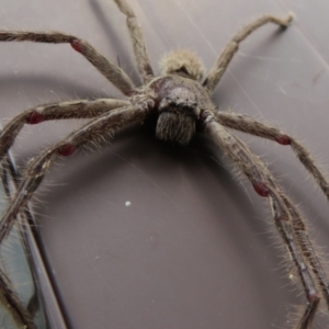 Isopeda (genus) at Macarthur, ACT - 21 Oct 2022 03:00 PM