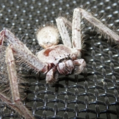 Isopeda (genus) (Huntsman Spider) at Macarthur, ACT - 21 Oct 2022 by RodDeb