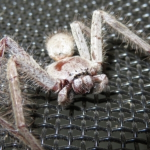 Isopeda sp. (genus) at Macarthur, ACT - 21 Oct 2022