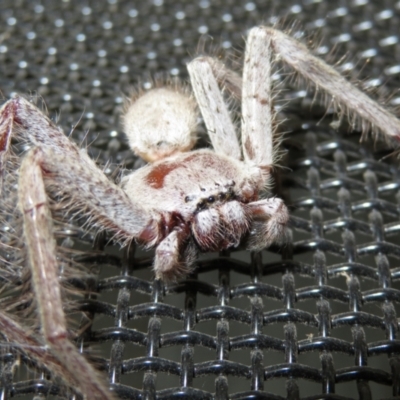 Isopeda (genus) (Huntsman Spider) at Macarthur, ACT - 21 Oct 2022 by RodDeb
