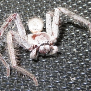 Isopeda sp. (genus) at Macarthur, ACT - 21 Oct 2022