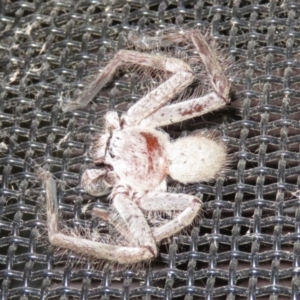Isopeda sp. (genus) at Macarthur, ACT - 21 Oct 2022
