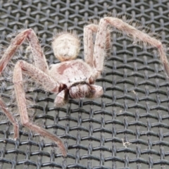 Isopeda sp. (genus) at Macarthur, ACT - 21 Oct 2022