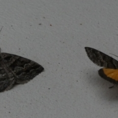 Dichromodes ainaria (A geometer or looper moth) at Boro - 19 Oct 2022 by Paul4K