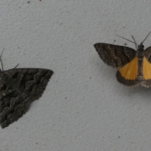 Dichromodes ainaria at Borough, NSW - suppressed